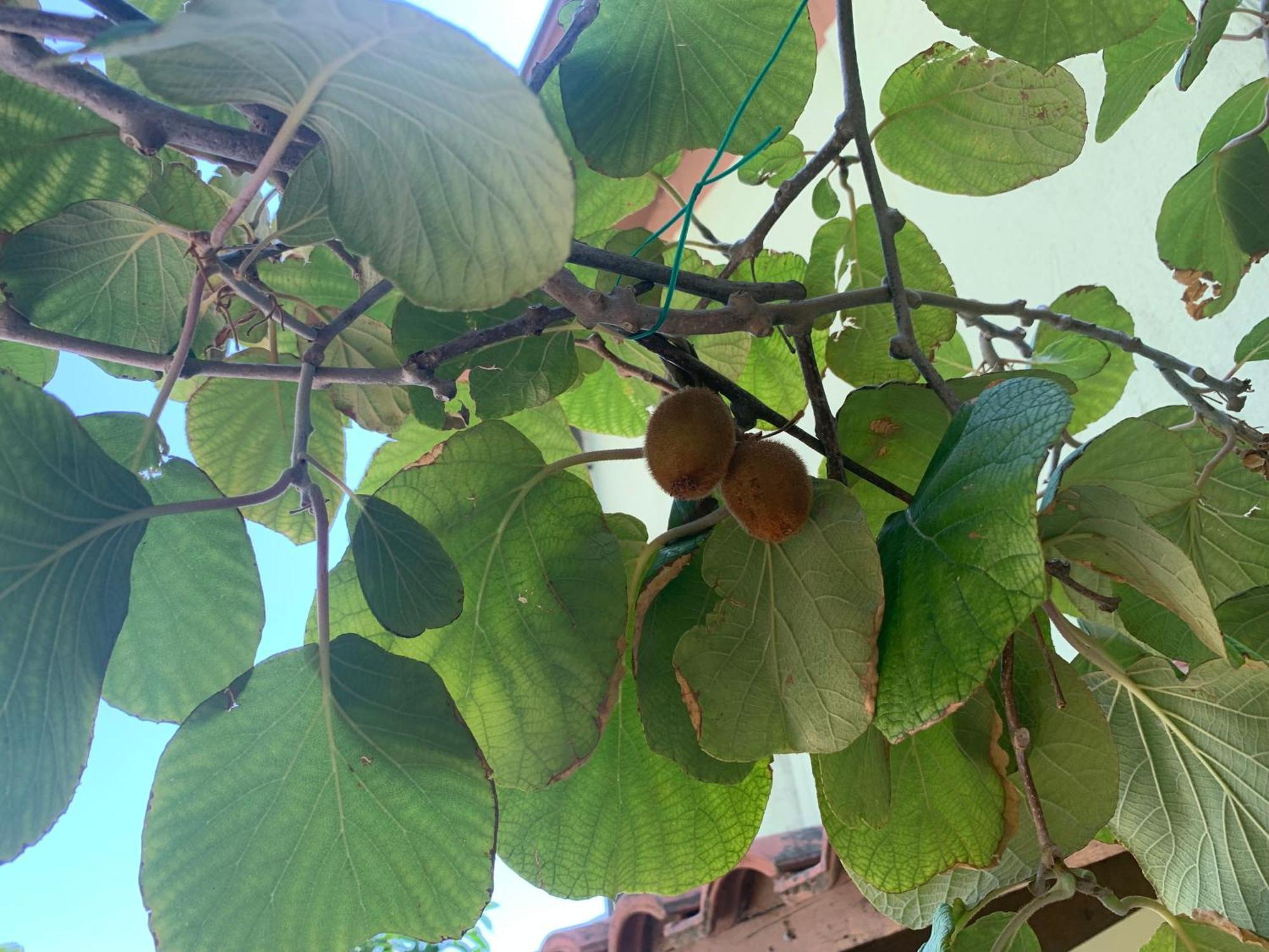 Palma Verde Castello di Brussa 外观 照片