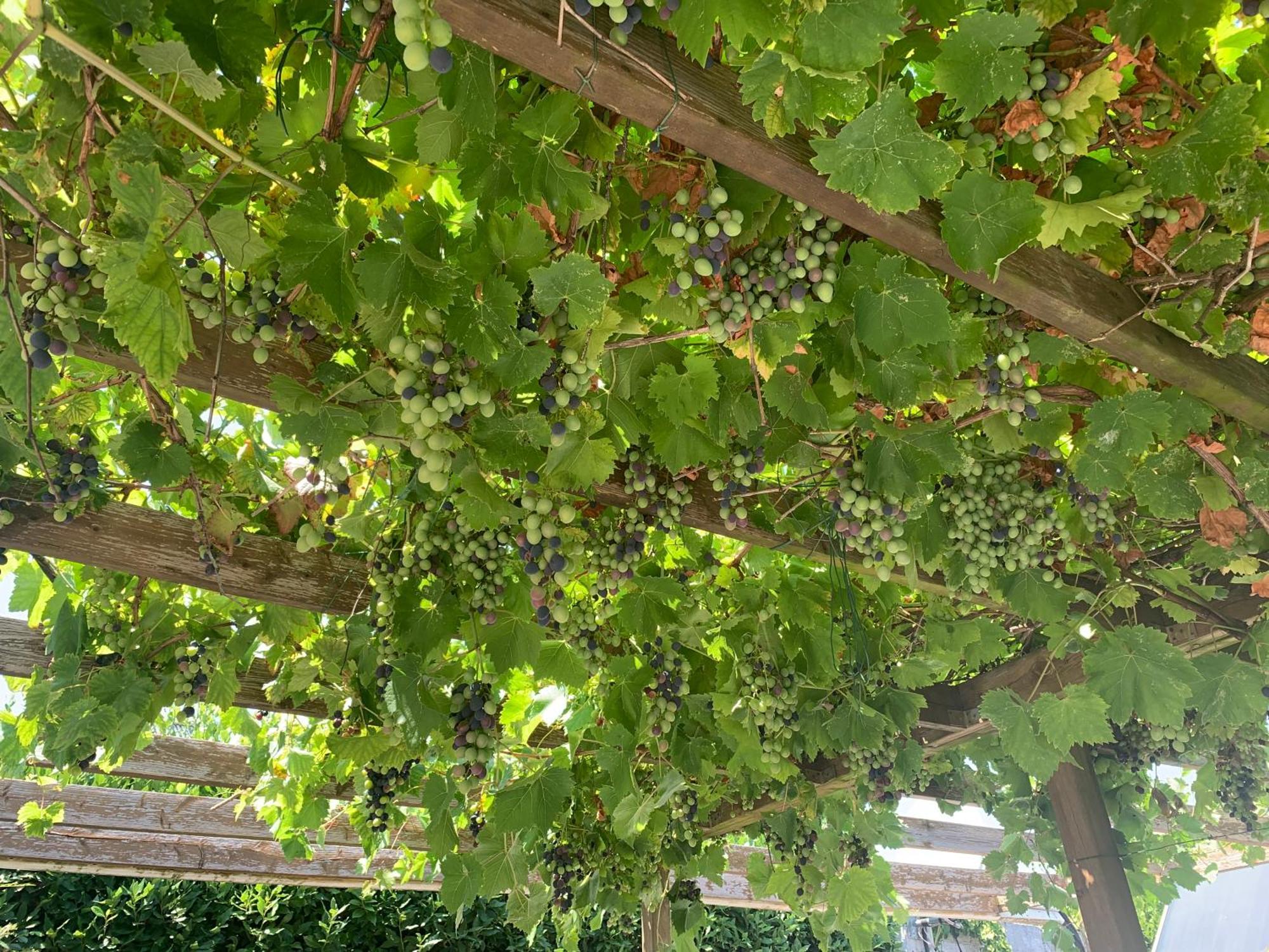 Palma Verde Castello di Brussa 外观 照片